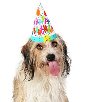 Raspberry: Cross Breed Dog, tongue out, wearing Happy Birthday