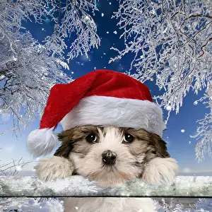 250919: Cross breed Puppy looking over fence wearing Christmas