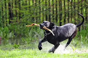 Spatter: Cross dogue labrador female playing with a stick France