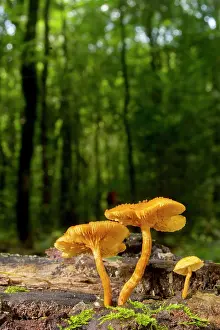 Augustin Esmoris: Cross eined Mushroom (Xeromphalina tenuipes)