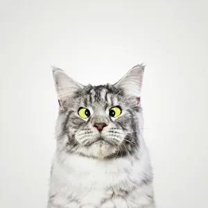 Cross-eyed cat with yellow eyes