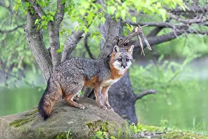 Uniteed: CROSS FOX
