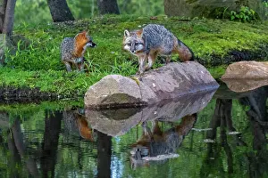 Uniteed: CROSS FOX
