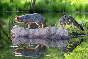 Uniteed: CROSS FOX