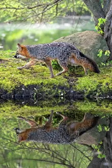 Uniteed: CROSS FOX