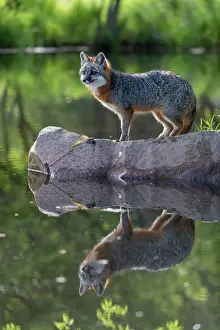 Uniteed: CROSS FOX