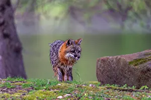 Uniteed: CROSS FOX
