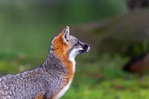 Uniteed: CROSS FOX