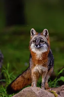 Uniteed: CROSS FOX