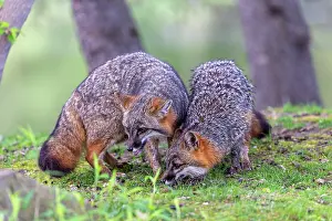 Uniteed: CROSS FOX