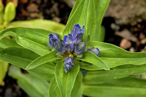 Gentiana: Cross gentian