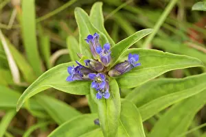 Gentiana: Cross Gentian in flower
