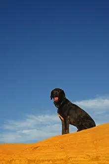 Ochres: Cross Labrador dog sitting on a dune ocher Rustrel