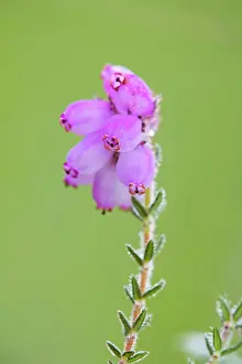 Tetralix: Cross Leaved Heath