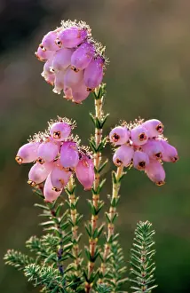 Tetralix: Cross-leaved Heath
