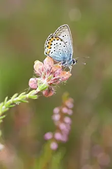 Argus: Cross-leaved Heath