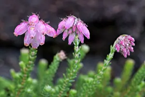 Temp: Cross-leaved Heath