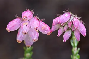 Asteridae: Cross-leaved Heath