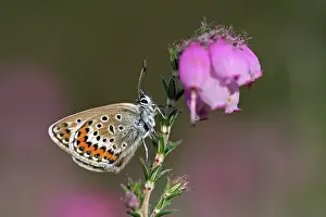 Argus: Cross-leaved Heath