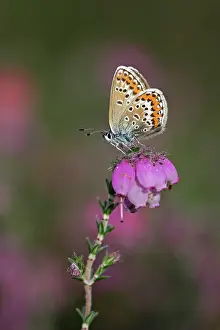 Argus: Cross-leaved Heath