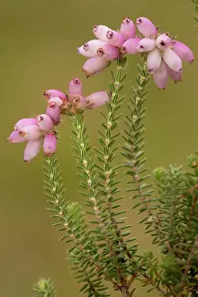 Tetralix: Cross-leaved heath in flower