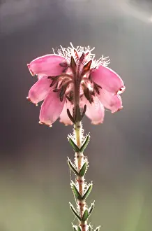 Heaths: CROSS-LEAVED HEATH - flower