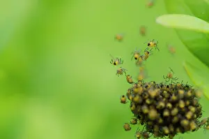 Diadematus: Cross orbweaver (Araneus diadematus) young gathering