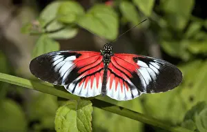 Brush: cross or passion-vine butterflies (Heliconius) are