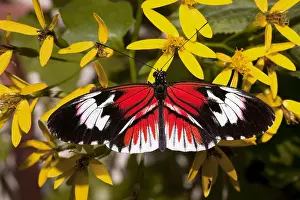 Brush: cross or passion-vine butterflies (Heliconius) are