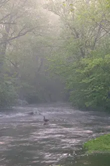 Pound: Cross River with Mallard