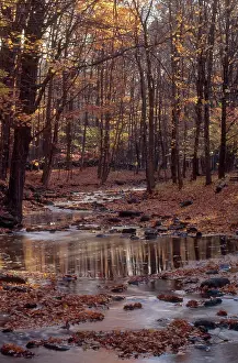 Pound: Cross River, New York