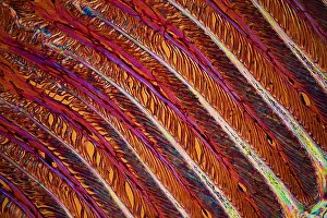 Tissue: Cross section of a horse's hoof