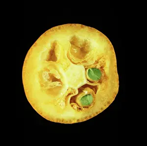 Pips: Cross Section of Kumquat