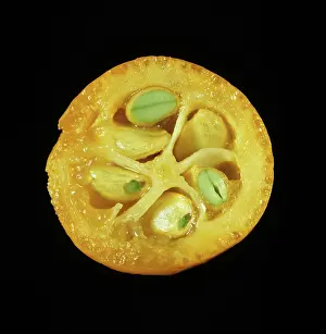 Oval: Cross Section of Kumquat