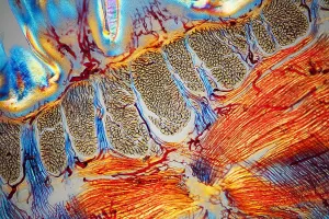 Study: Cross section of a language chat injected dye