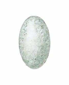 Miles Kelly Publishing: Cross Section of a Reptile Egg