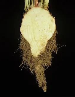 Beet: Cross-section of Sugarbeet with Rhizomania