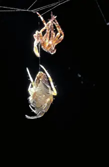 Diadematus: Cross Spider