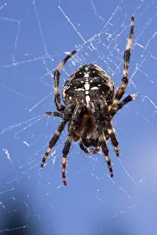 Diadematus: A Cross Spider (Araneus diadematus)