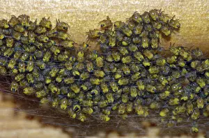 Diadematus: Cross Spider Spiderlings