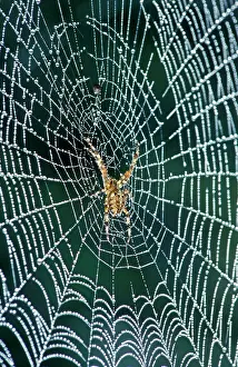 Cobwebs: Cross Spider - In web coverd with dew