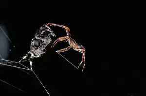 Diadematus: Cross Spiders Mating
