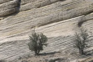 Bedding: Crossbedding in Utah