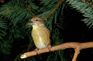 Crossbill: CROSSBILL