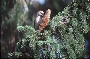 Dispersal: CROSSBILL - FEEDING ON CONE