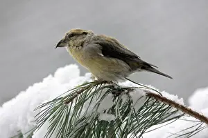 Crossbill: Crossbill - female on pine branch in winter