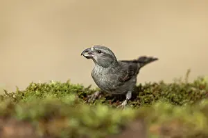 David Chapman: Crossbill - First Winter Bird - Spain