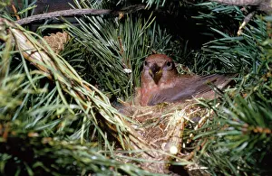 Crossbill: Crossbill - in nest
