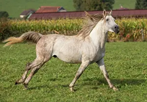 Vesoul: Crossbread Arab Horse - running. Andalou, Vesoul