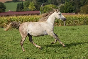 Vesoul: Crossbread Arab Horse - running. Andalou, Vesoul